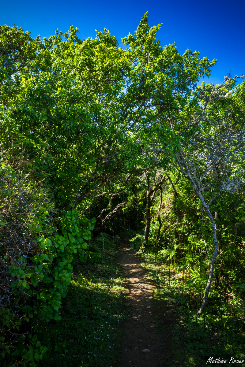 Le chemin se faufile entre les arbres